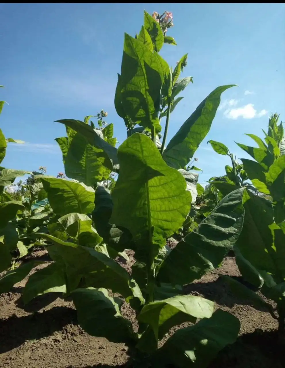 Продажа семян и рассады табака различных сортов - Сад и огород (Хобби и отдых) в Томск