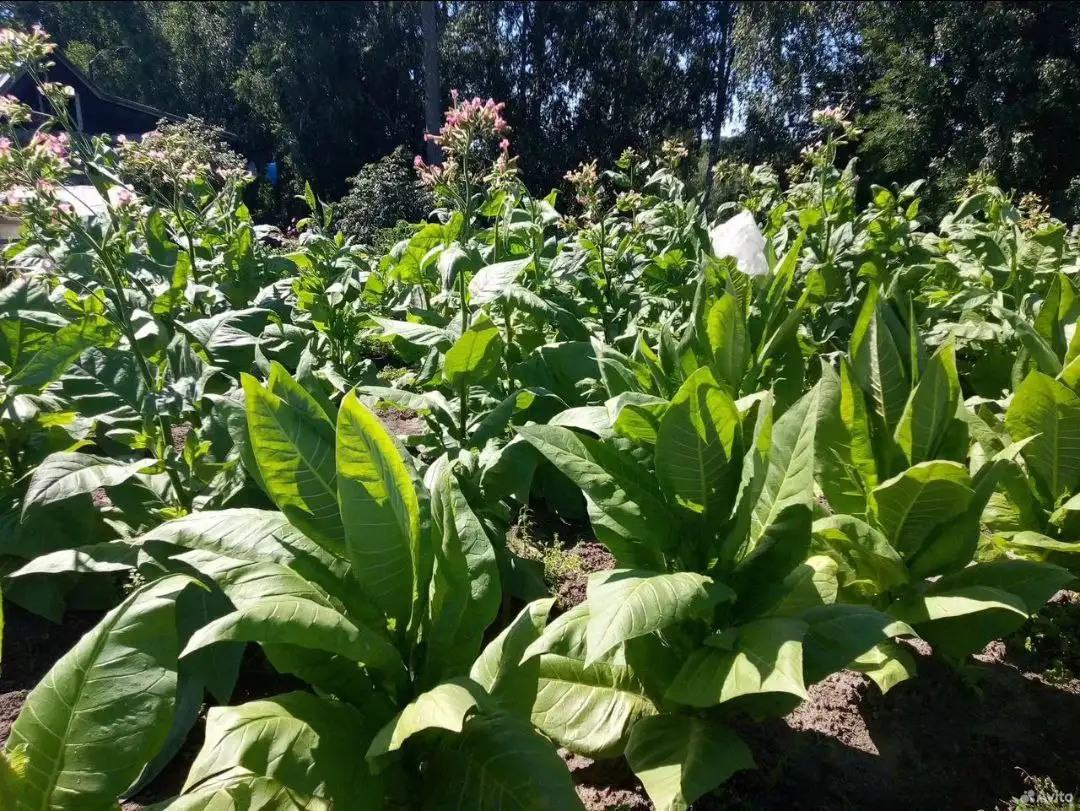 Продажа семян и рассады табака различных сортов - Сад и огород (Хобби и отдых) в Томск