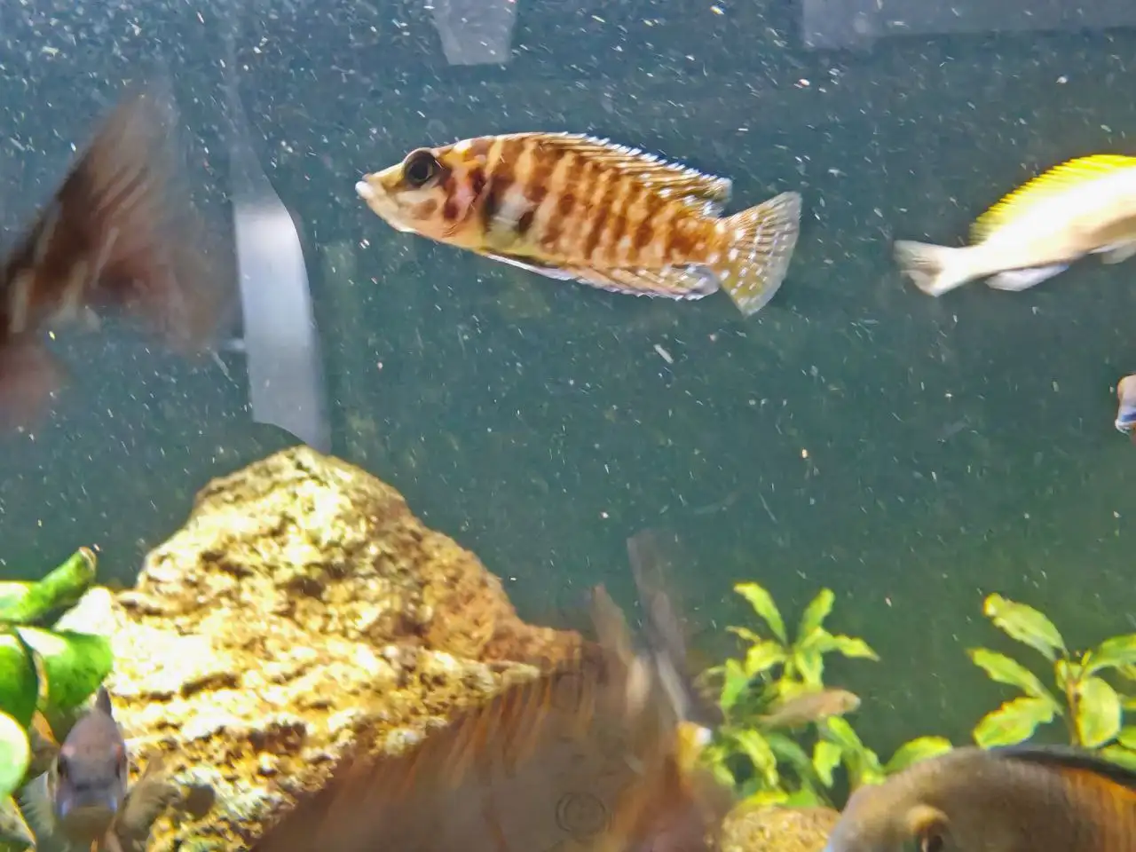 Продажа цихлид в Томске - Аквариумные рыбы (Животные) в Томск