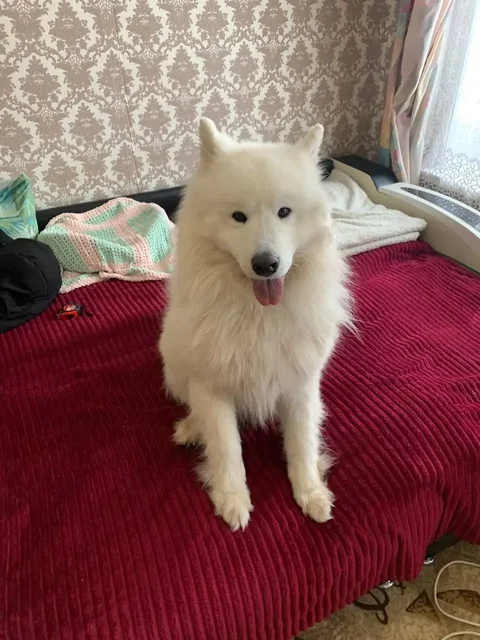 Красавец пес ищет дом в Томске - Ветеринарные препараты в Томск