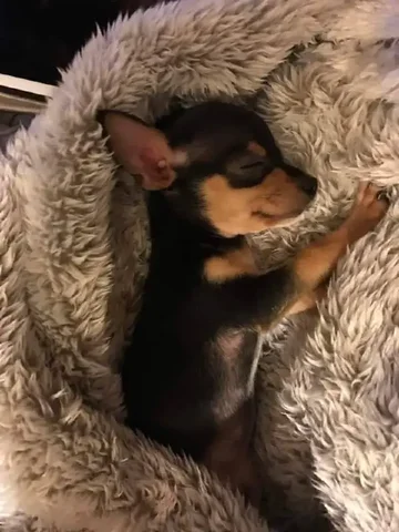 Продам тойтерьера мальчика 2 месяца - частное объявление в Томск