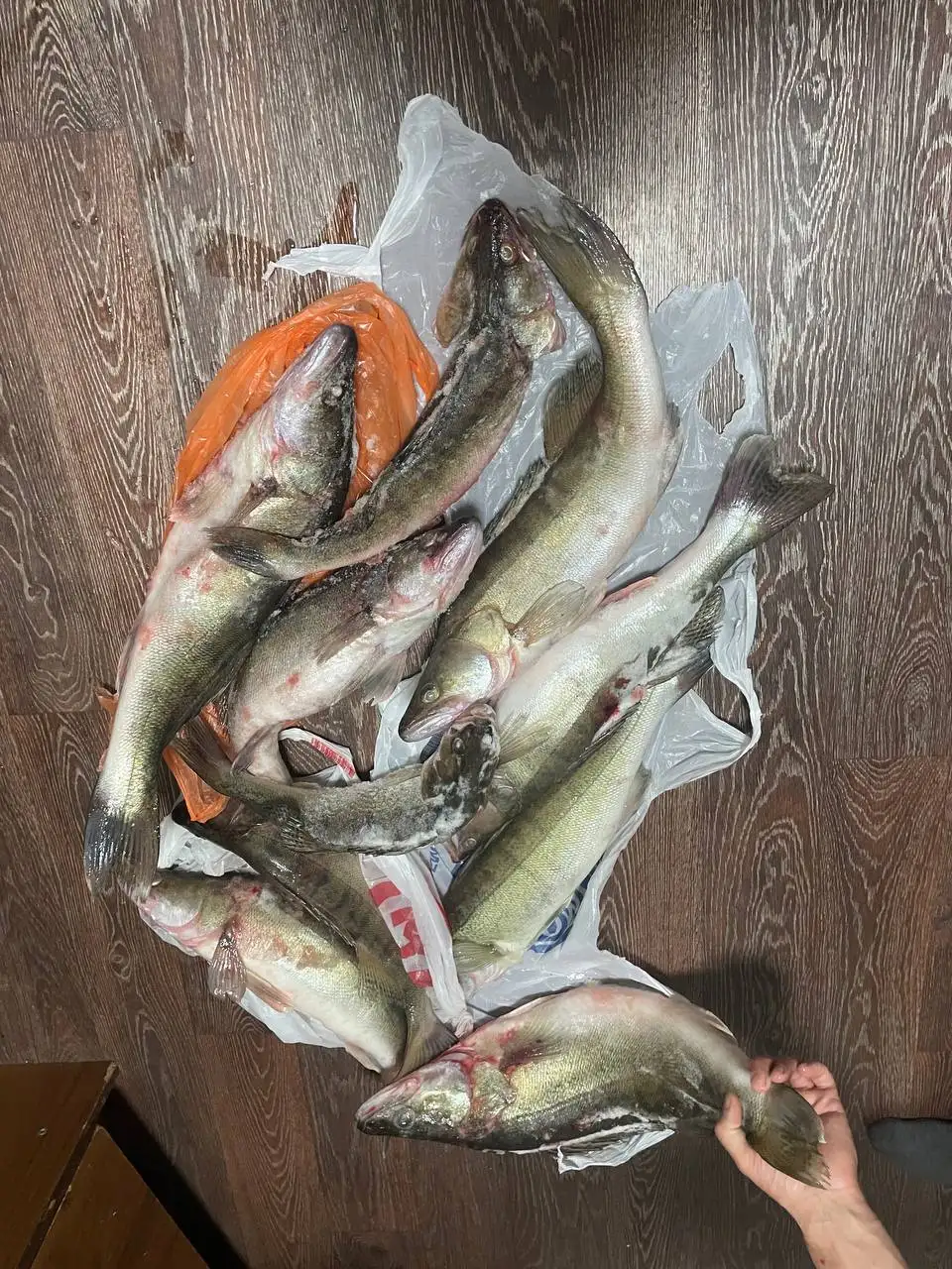Продам свежий улов судаков - Барахолка в Томск