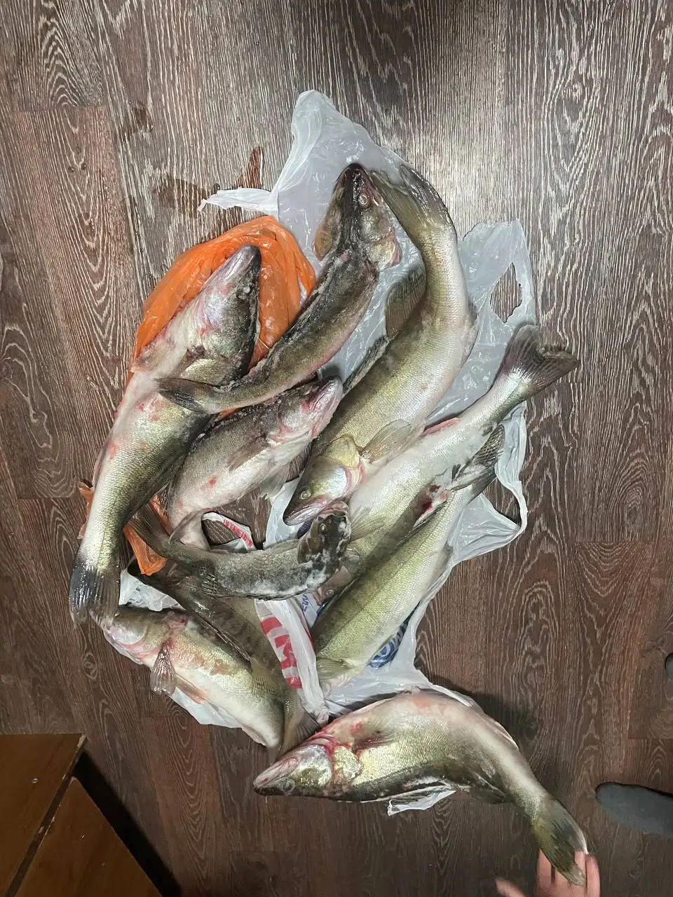 Продам свежий улов судаков - Барахолка в Томск