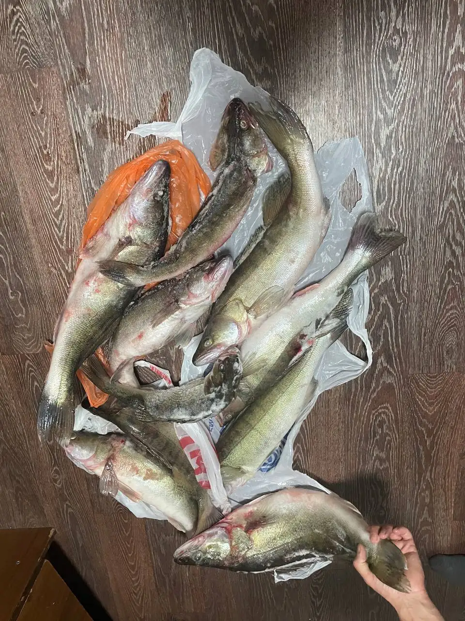 Продам свежий улов судаков - Барахолка в Томск