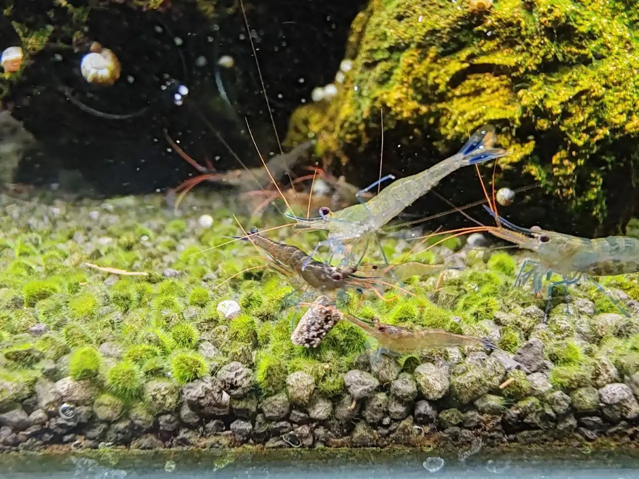 Продажа павлинов - Животные (Барахолка) в Томск