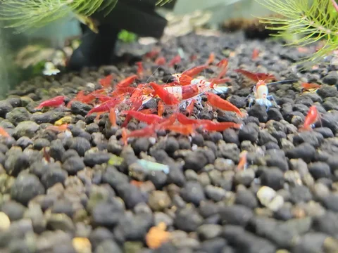 Продажа красного огня оптом - Кухонные принадлежности в Томск