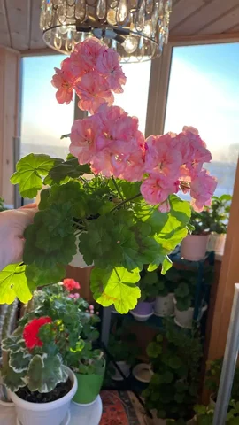 Продам цветущий куст пеларгонии - Туристическое снаряжение в Томск