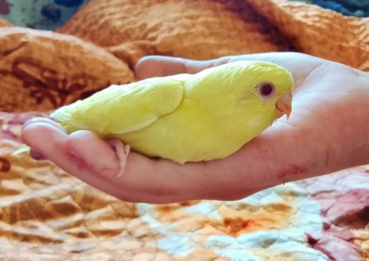 Волнистый попугайчик домашнее разведение, возраст 1 месяц. Самочка - Птицы (Животные) в Томск