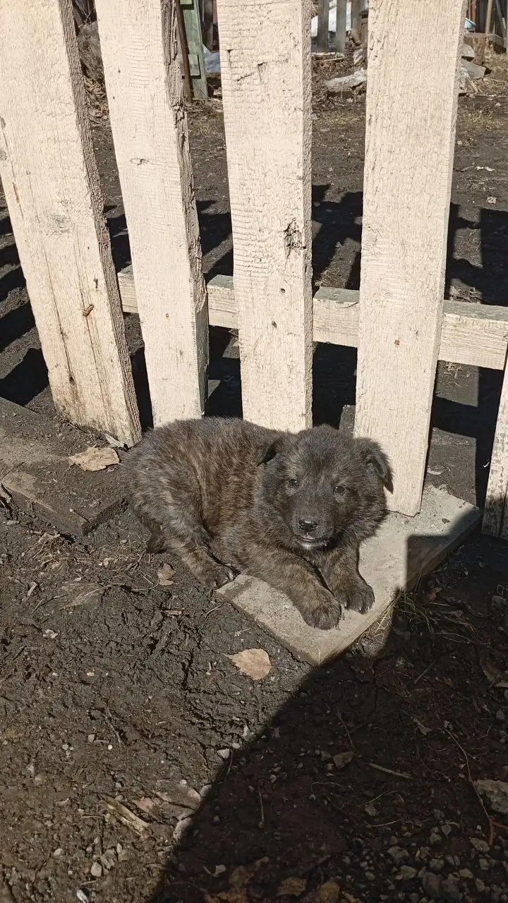 Щенок ротвейлера ищет дом или передержку - Собаки (Животные) в Томск