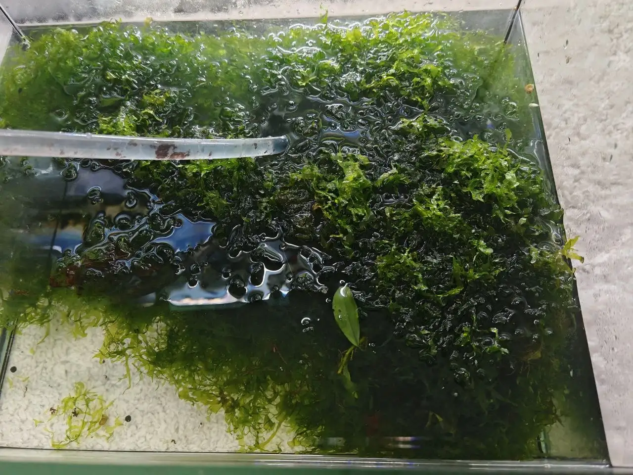 Аквариумный мох для продажи - Аквариумистика (Барахолка) в Томск