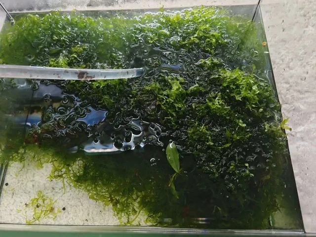 Аквариумный мох для продажи - Посуда в Томск