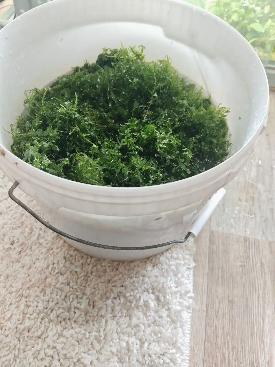 Аквариумный мох для продажи - Аквариумистика (Барахолка) в Томск