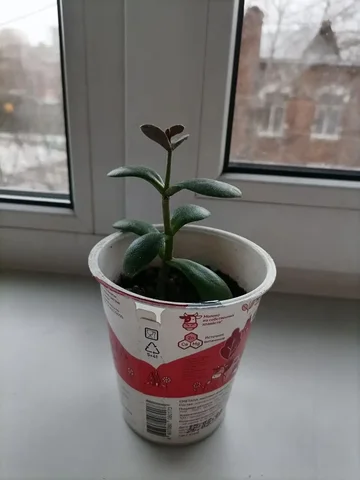 Продам денежное дерево (толстянка) - Посуда в Томск