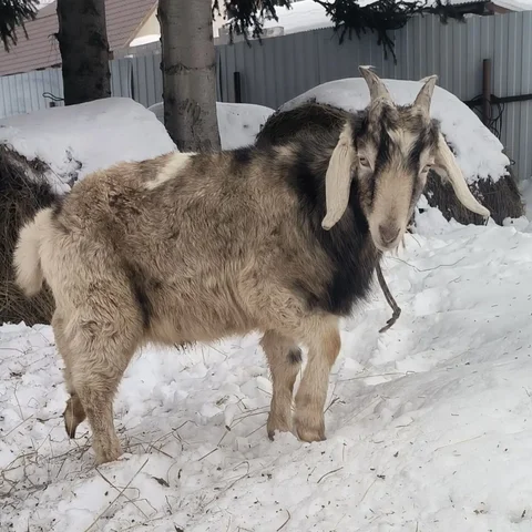 Продажа нубийского козлика 1 год 1 месяц - частное объявление в Томск