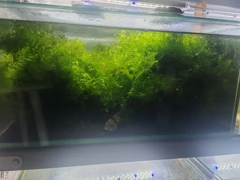 Аквариумный мох - Спорт и активный отдых в Томск