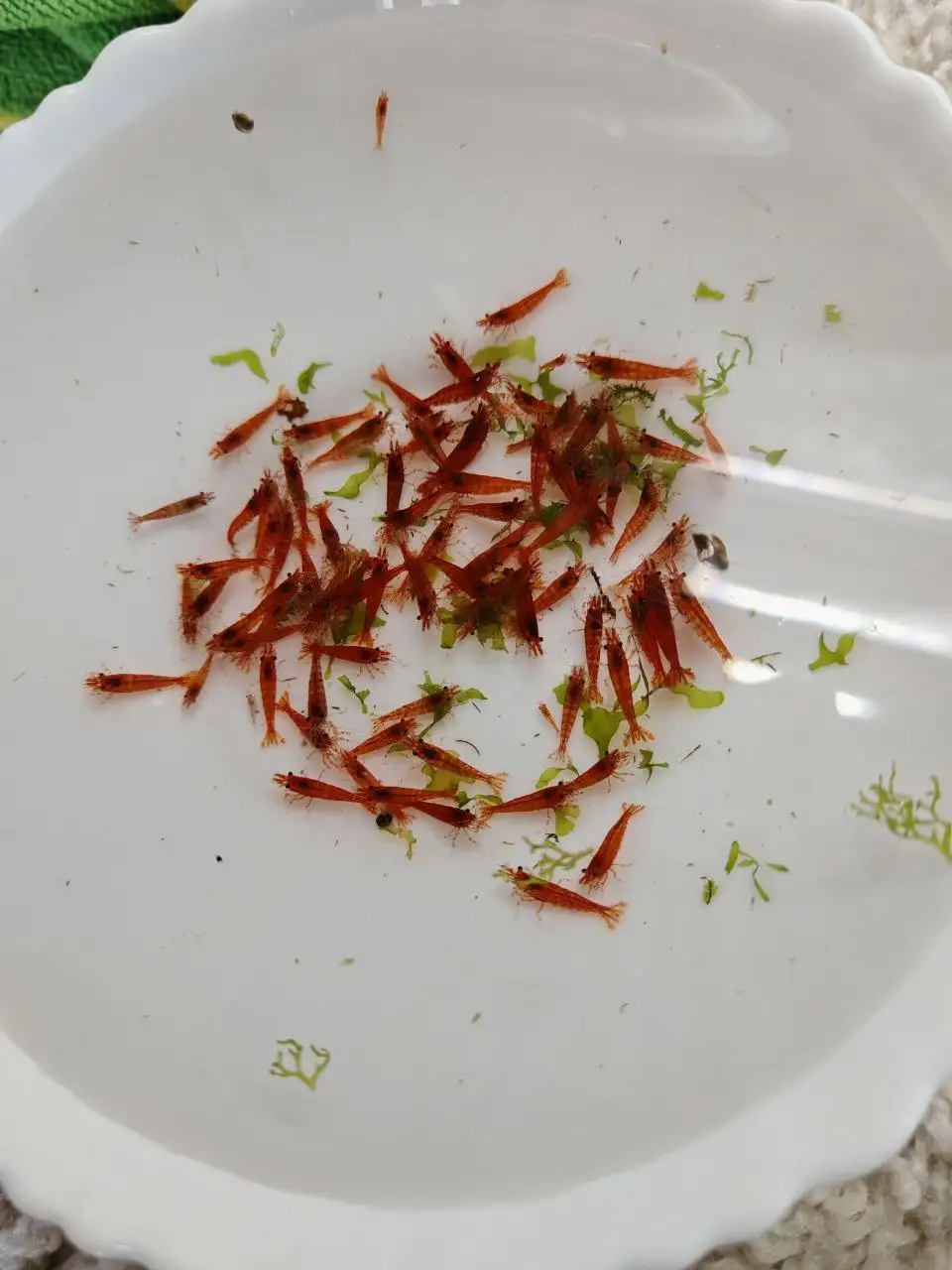 Продажа красного огня - Барахолка в Томск