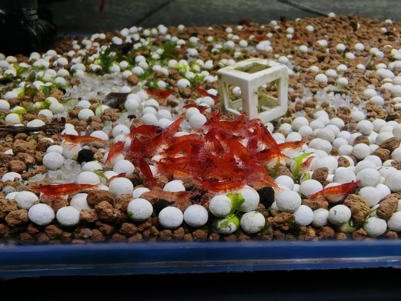 Продажа красного огня - Барахолка в Томск