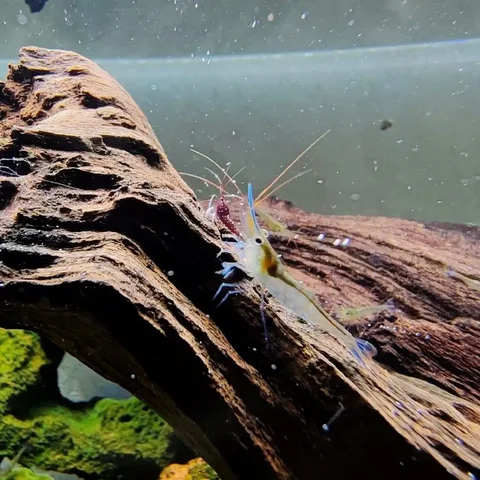 Продажа павлинов - Потерянные животные в Томск