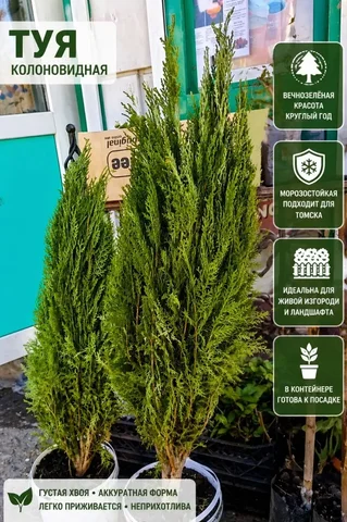 Туя декоративная колонновидная в горшке - Суккуленты в Томск