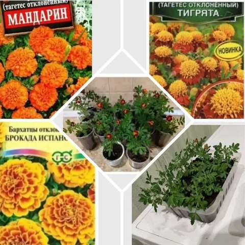 Продажа бархатцев, три сорта - частное объявление в Томск