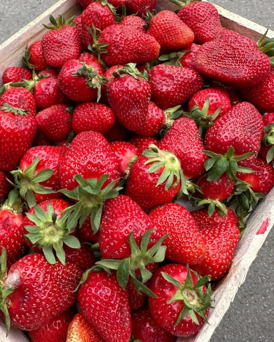 Продажа клубники - Продукты (Барахолка) в Томск