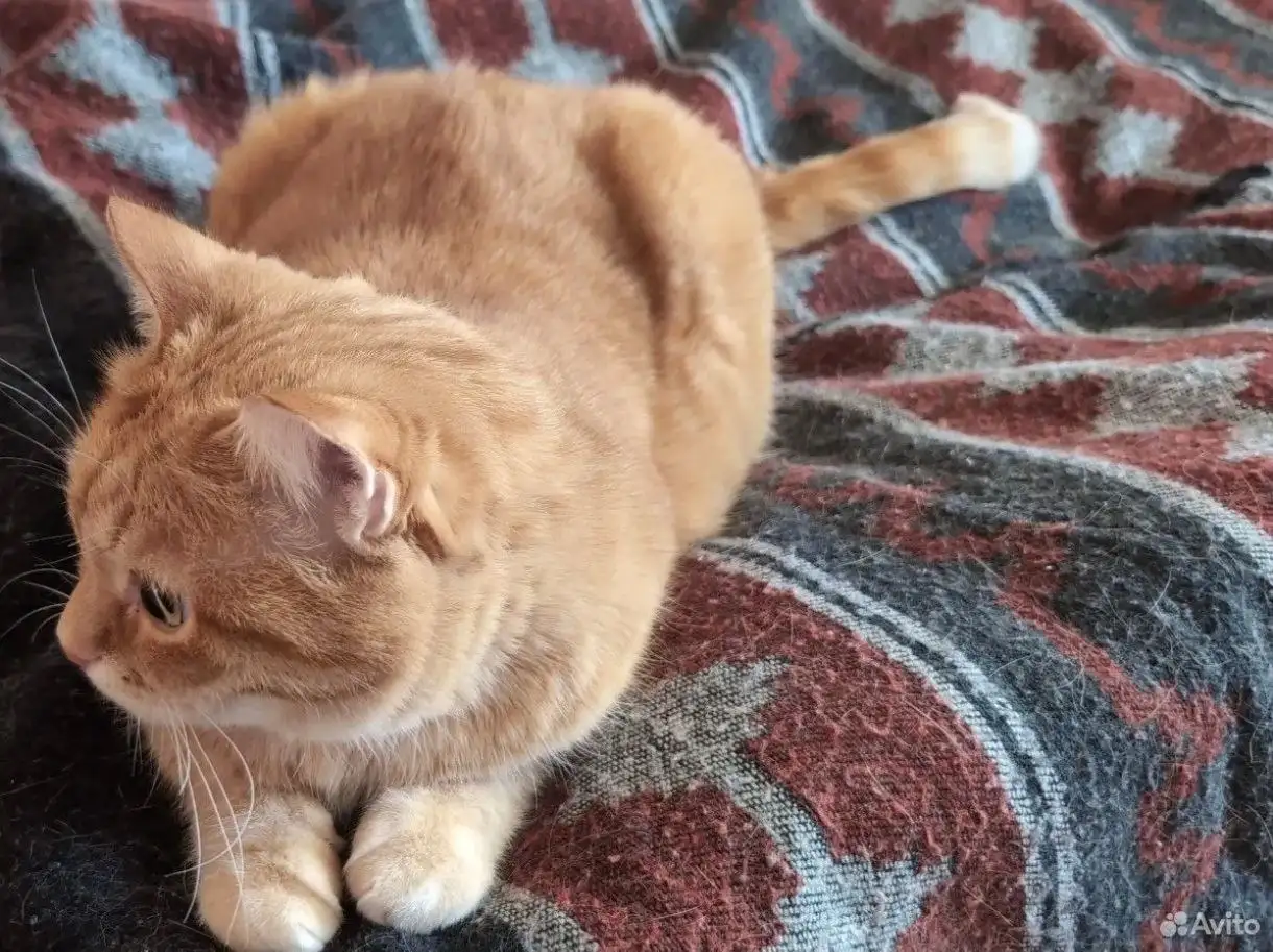 Котик ищет дом - Кошки (Животные) в Томск