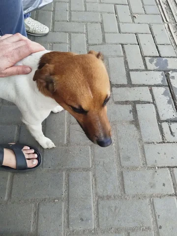 Помощь собаке породы джек рассел терьер (помесь?) - скот в Томск