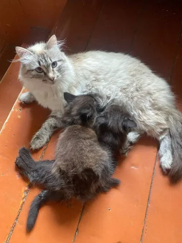 Отдам котят - Животные в Томск