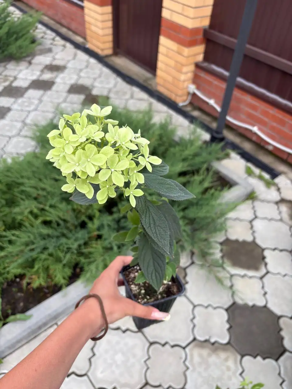 Гортензия метельчатая различных сортов - Растения (Для дома и дачи) в Томск