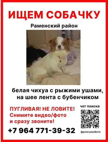 Пропала собачка Берта в Раменском районе - частное объявление в Раменский го