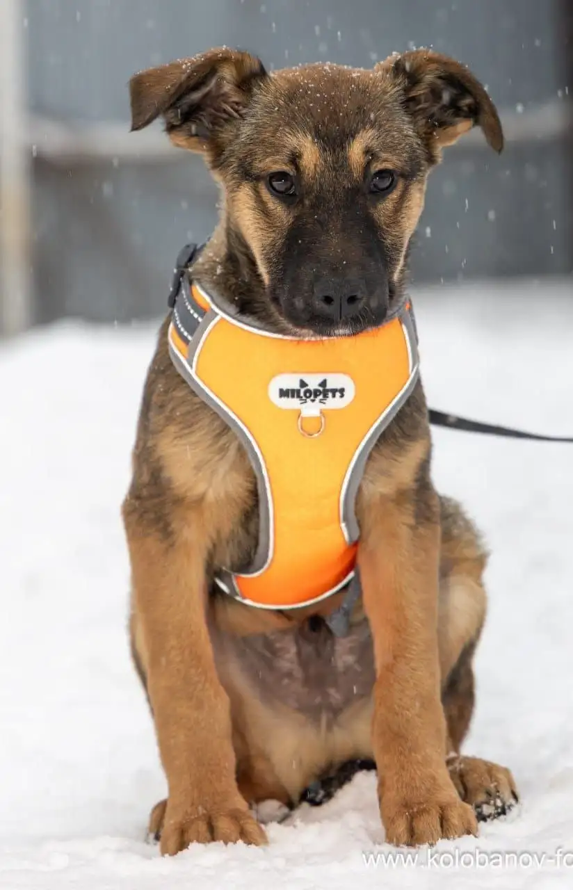 Ищем дом для щенков метисов 4 месяцев в Москве и МО - Собаки (Животные) в Москва