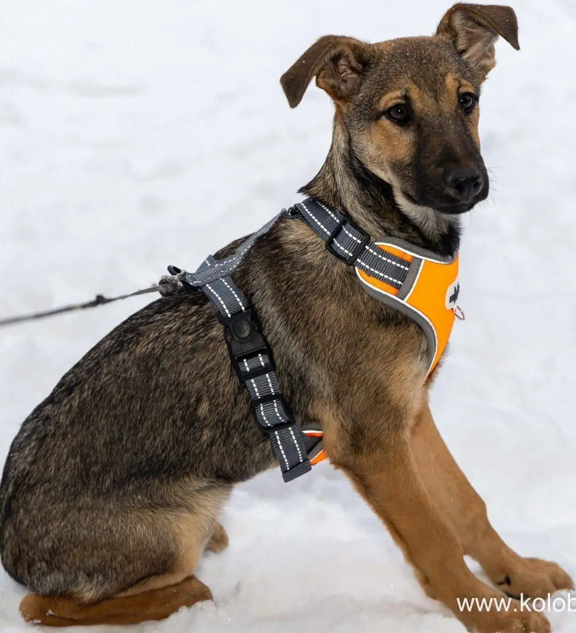 Ищем дом для щенков метисов 4 месяцев в Москве и МО - Собаки (Животные) в Москва