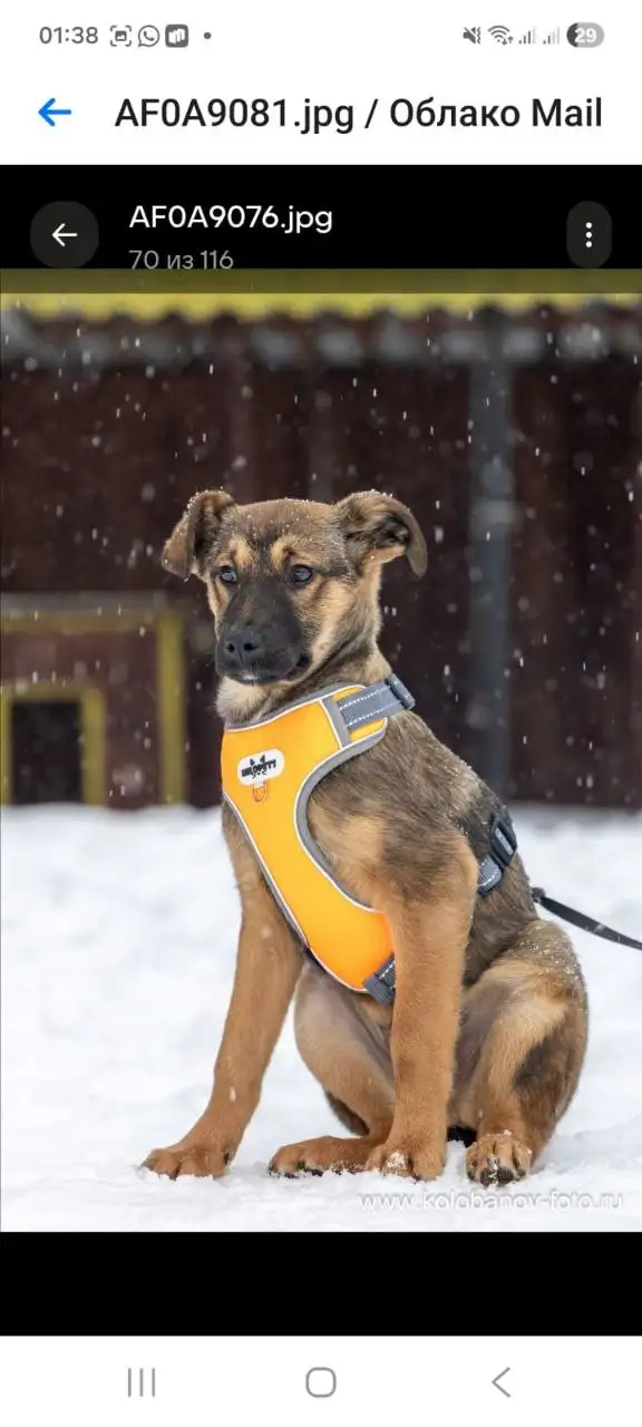 Ищем дом для щенков метисов 4 месяцев в Москве и МО - Собаки (Животные) в Москва