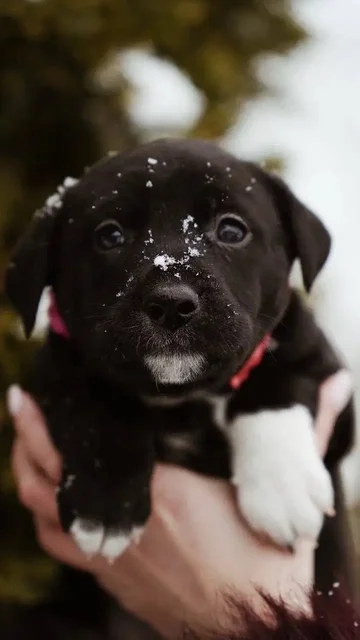 Щенки в добрые руки - Корма для животных в Балашиха