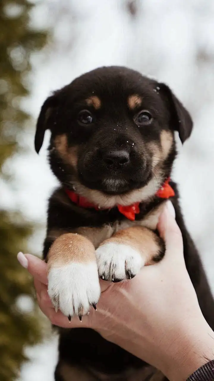 Щенки в добрые руки - Собаки (Животные) в Балашиха
