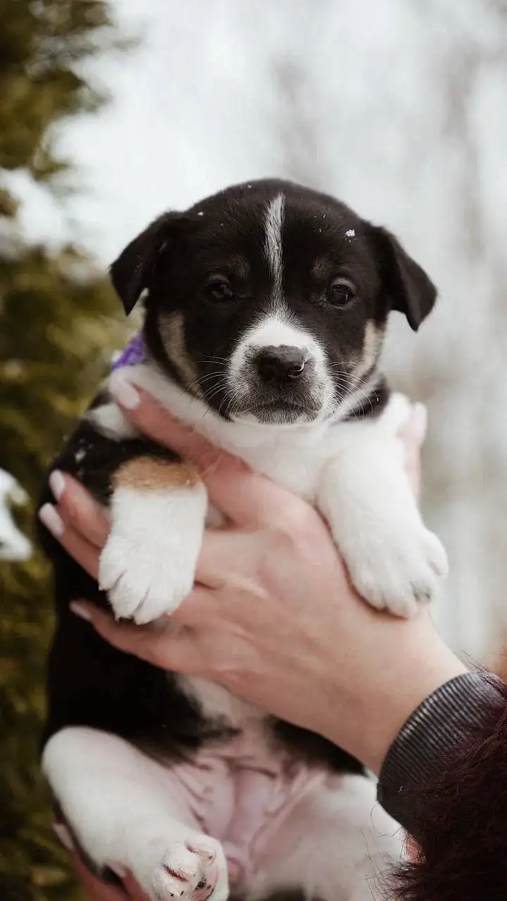 Щенки в добрые руки - Собаки (Животные) в Балашиха