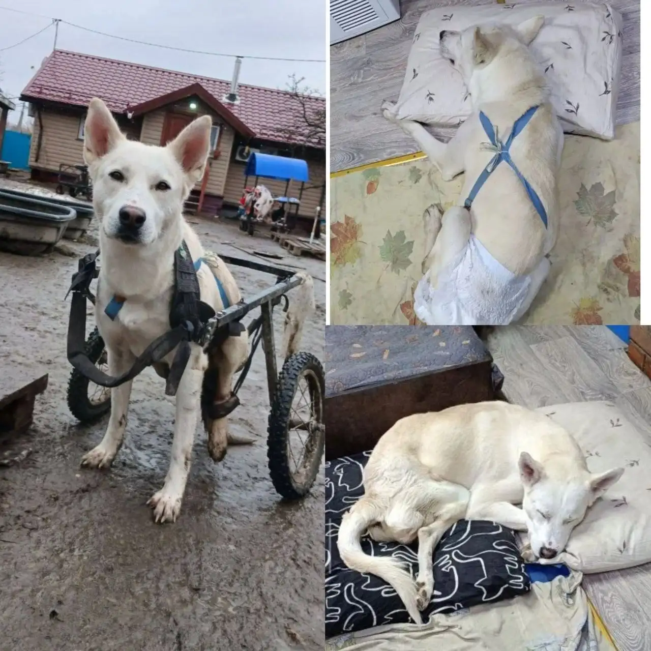 Помощь собаке-инвалиду Северу - Передержка/Помощь животным (Животные) в Балашиха