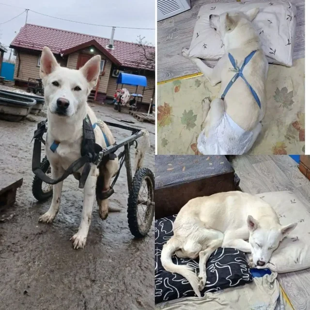 Помощь собаке-инвалиду Северу - Передержка/Помощь животным в Балашиха