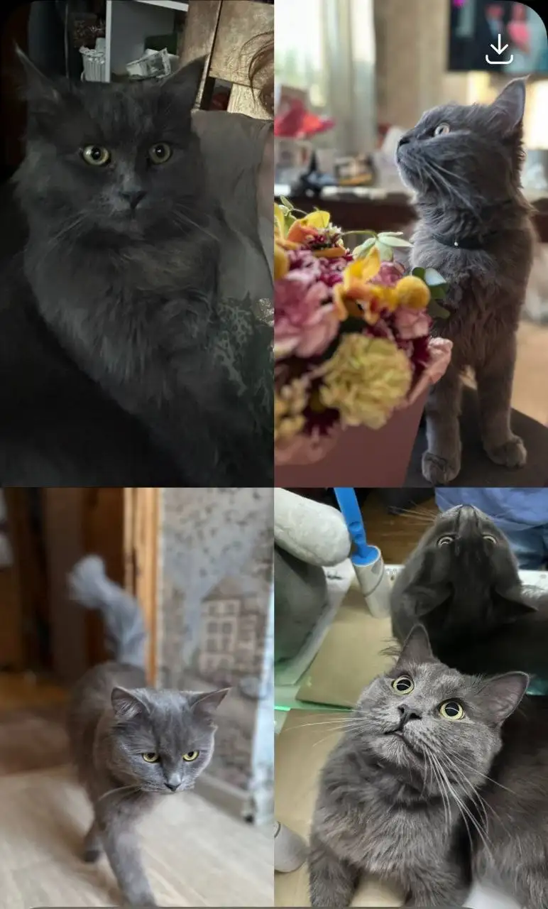 Красивый котик ищет семью - Кошки (Животные) в Балашиха