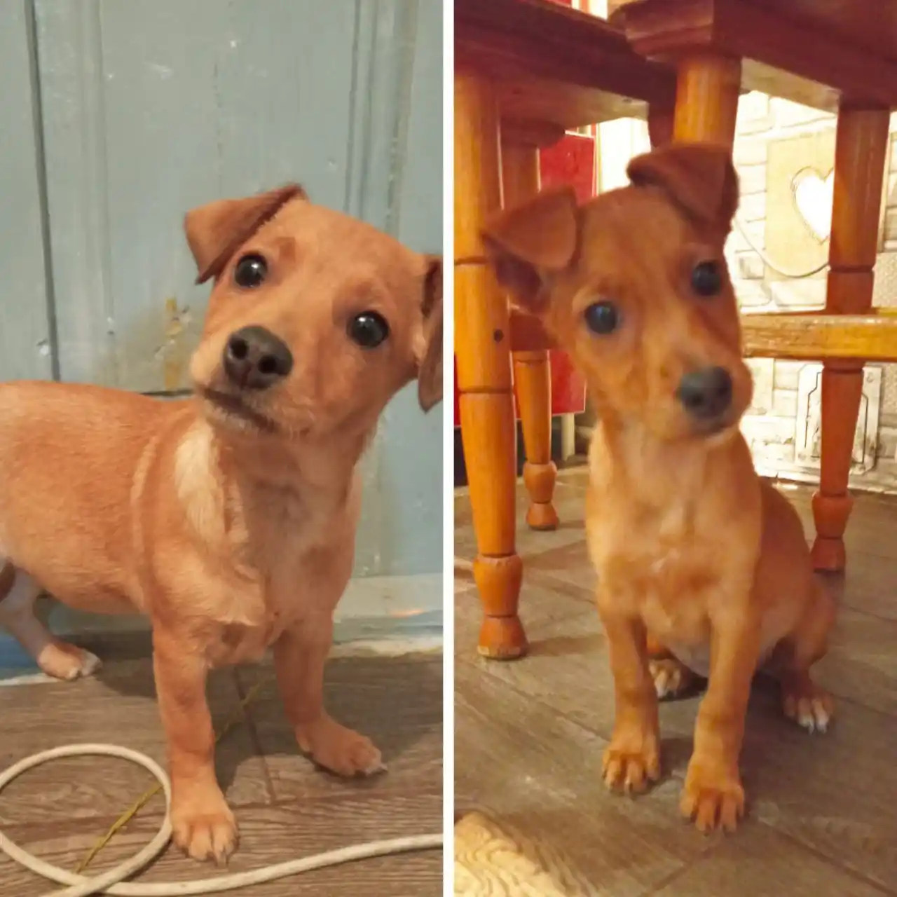 Две девочки ищут дом