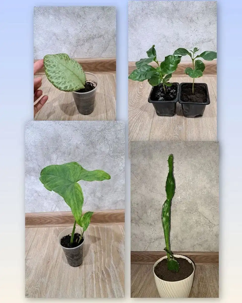 Продажа комнатных растений