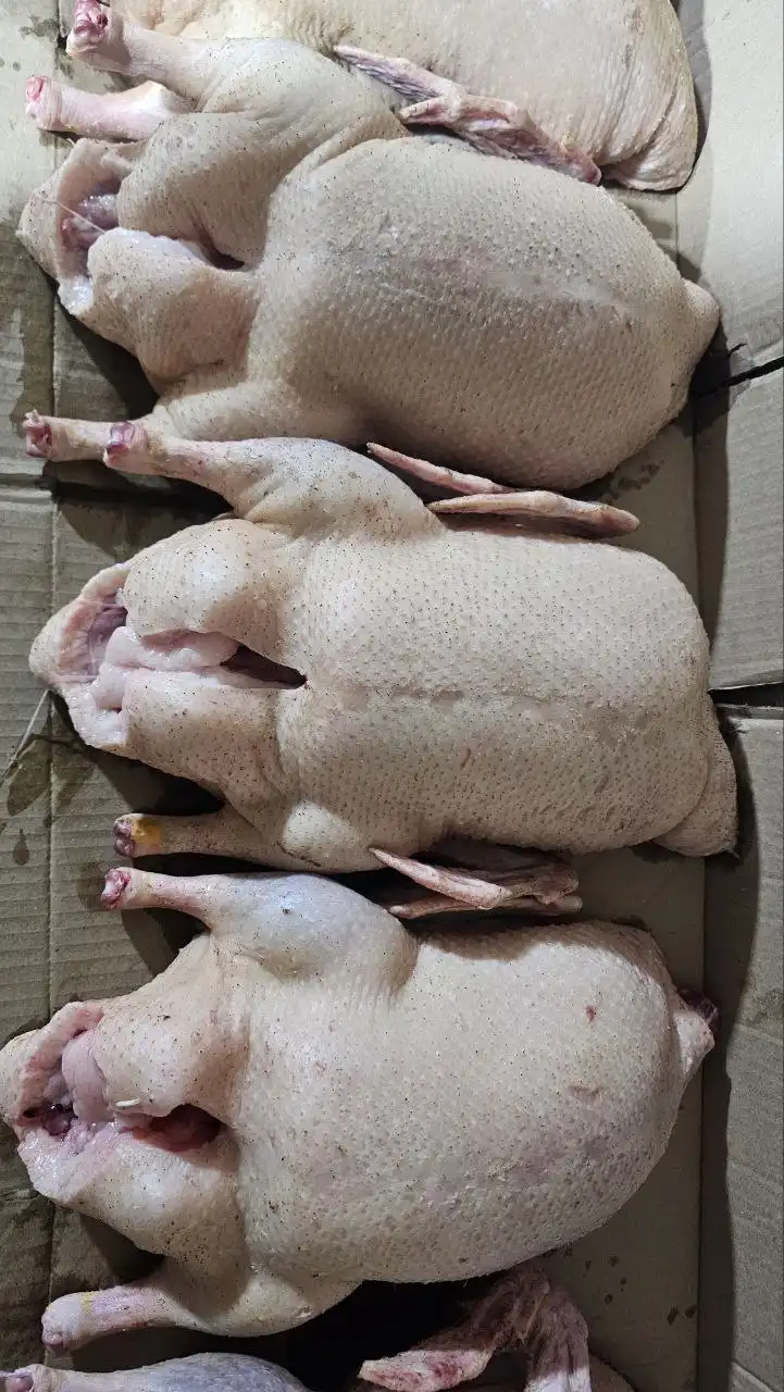 Белые утки молодые