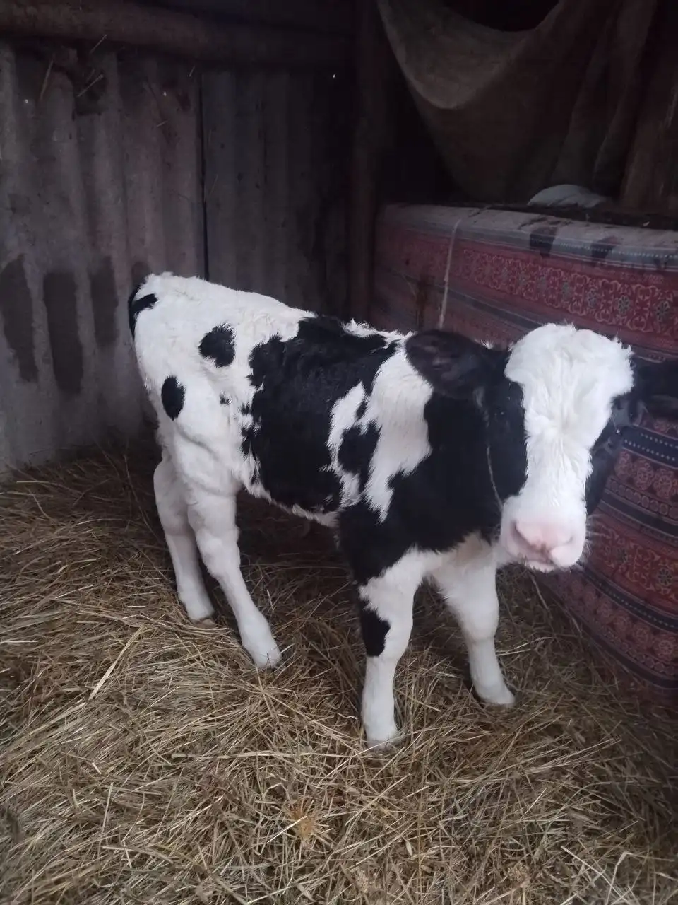 Продажа телочки