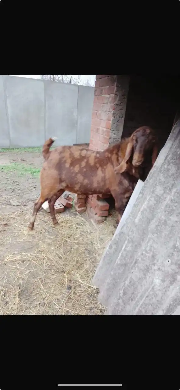 Продам козла