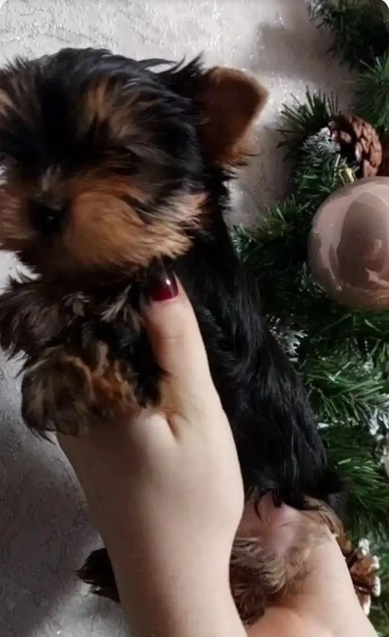 Продажа щенков йоркширского терьера