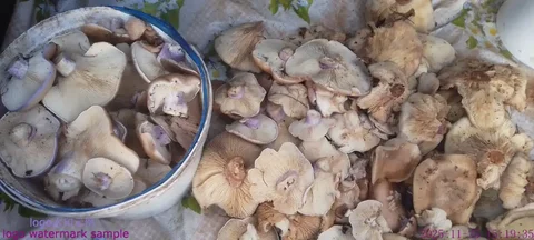 Грибы синий ножки - частное объявление в Саратов