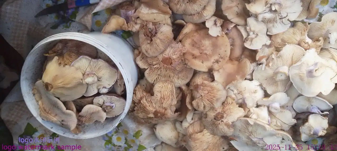 Грибы синий ножки