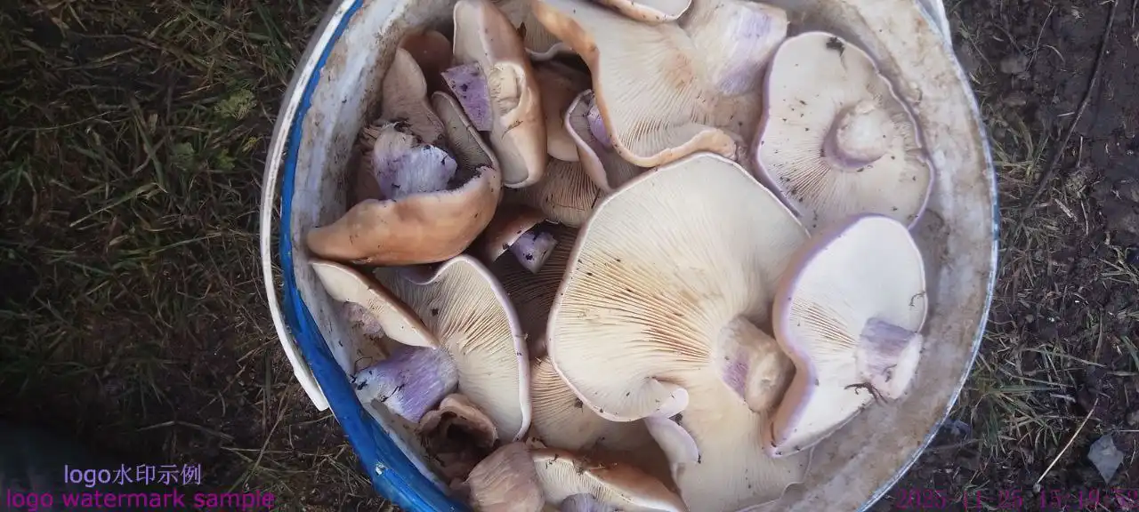 Грибы синий ножки