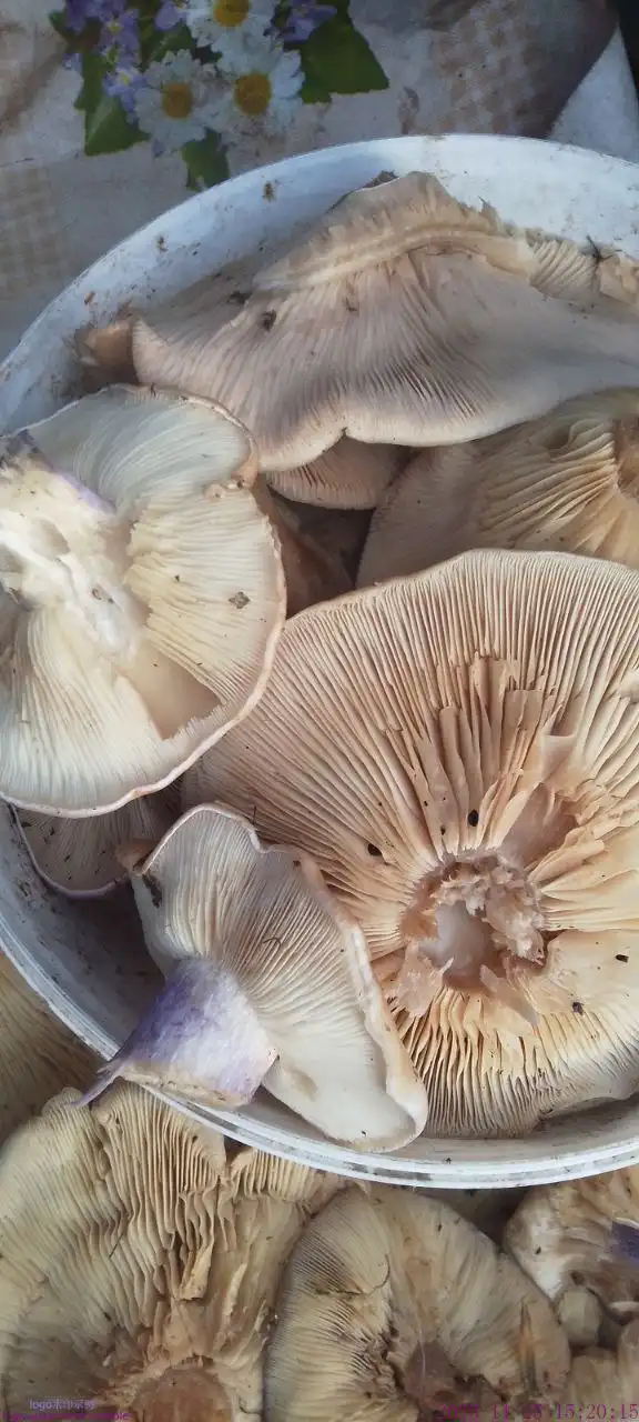 Грибы синий ножки