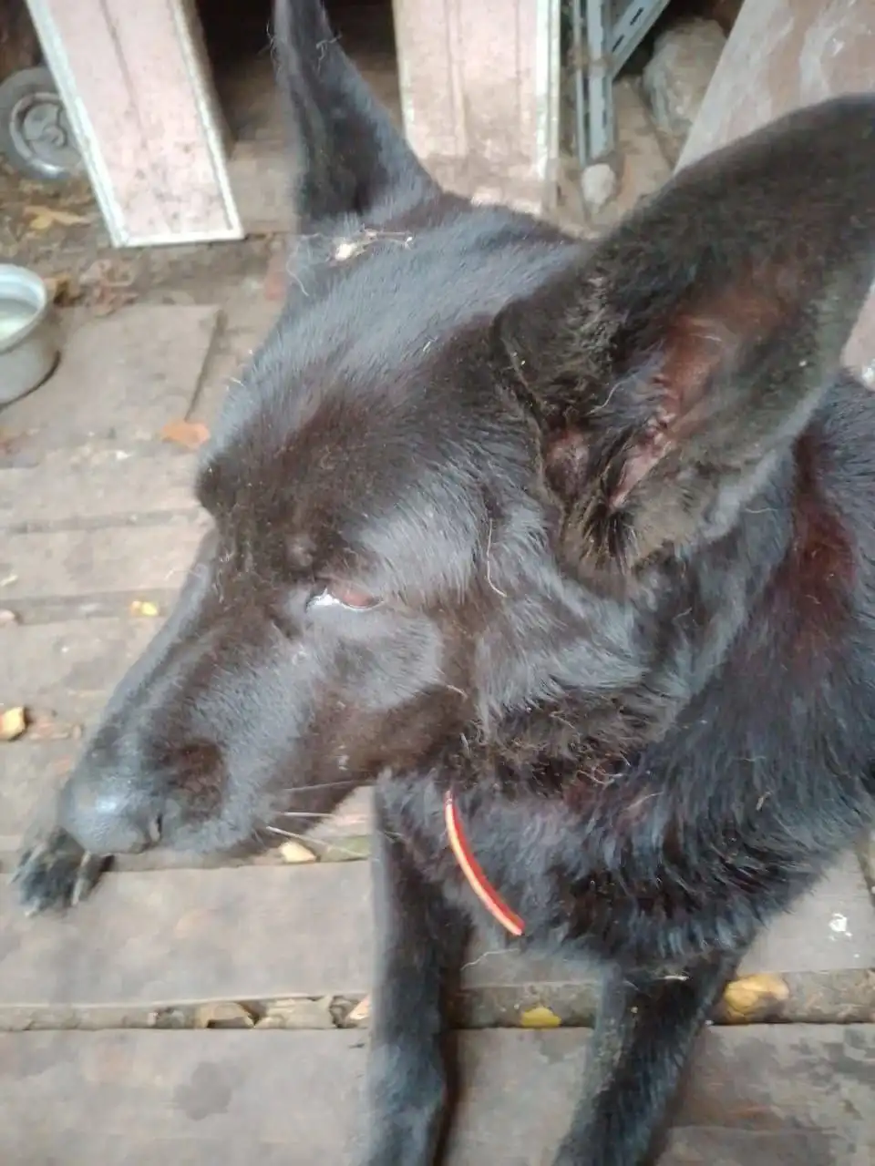 Найдена овчарка на набережной Энгельса